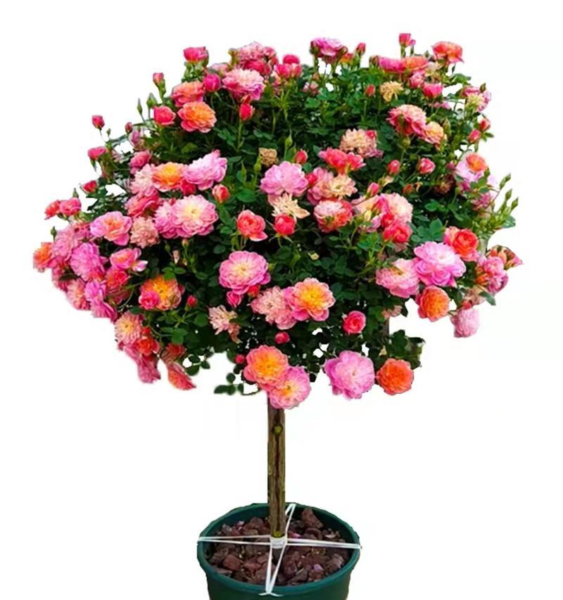 香菜姐姐玫瑰花的养护方法是什么？如何保持花色鲜艳？