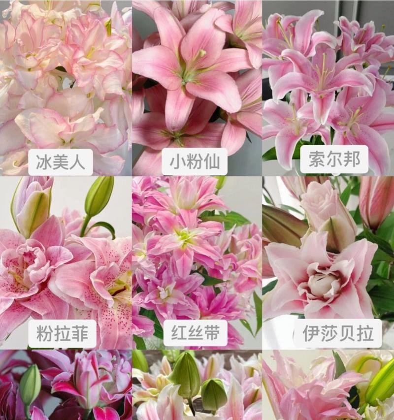 清香小百合的花语代表了什么？