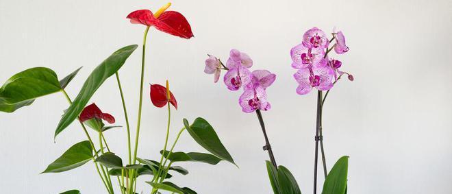 香菜姐姐玫瑰花的养护方法是什么？如何保持花色鲜艳？