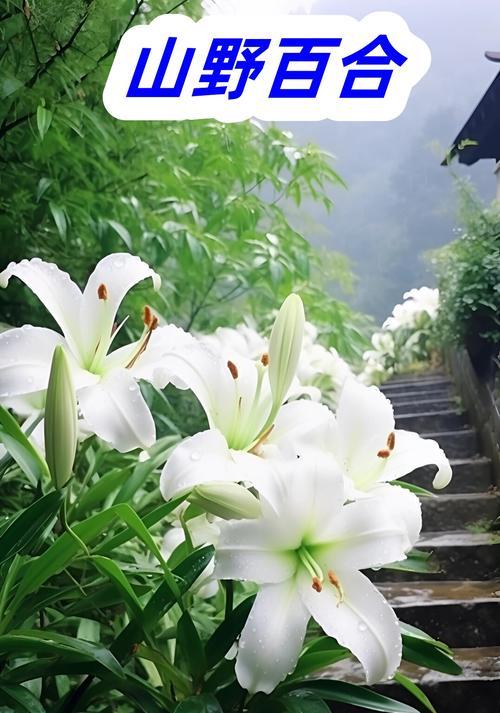 清香小百合的花语代表了什么？