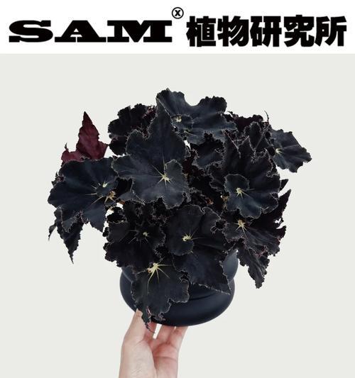 香槟黑骑士象征着什么？