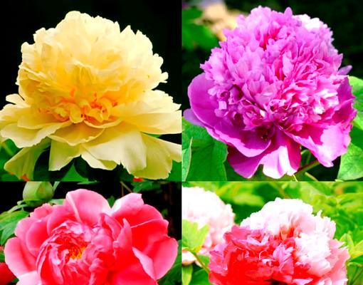 牡丹花有哪些好看的品种？如何选择牡丹花的品种？