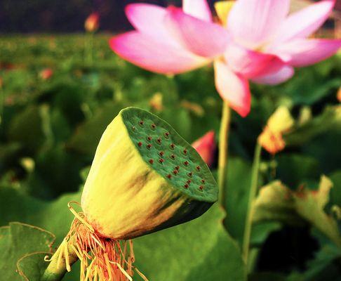 紫沙莲蓬的寓意是什么？它的花语又有哪些？