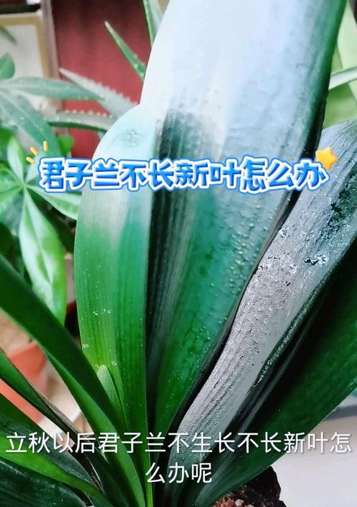 君子兰双株养护需要注意什么？