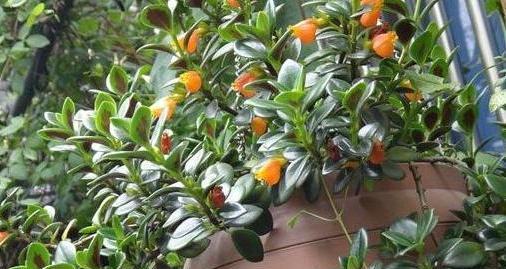 大仙翁仙人掌的种植方法是什么？种植后如何管理？