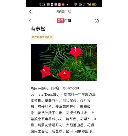 幸福活下去的花语是什么意思？这种花语代表什么？