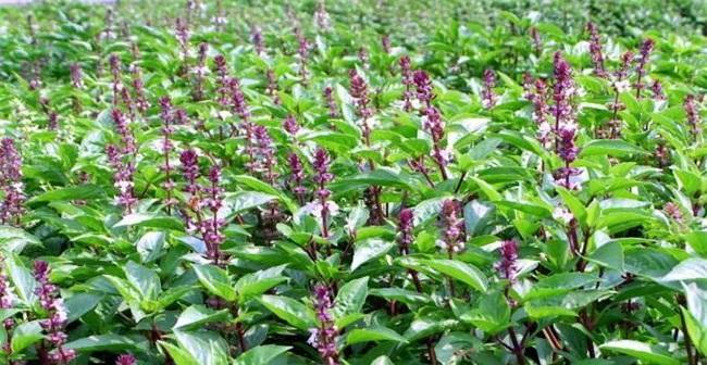 大仙翁仙人掌的种植方法是什么？种植后如何管理？