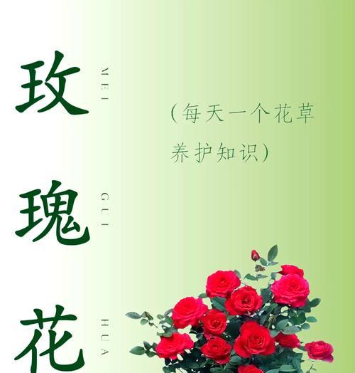 鲜花园艺玫瑰花养护需要注意哪些问题？