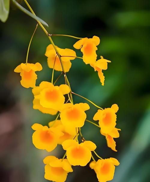 白蓝玫瑰花代表什么？它的花语有哪些特别之处？