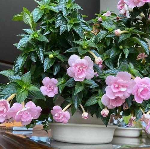 鲜花园艺玫瑰花养护需要注意哪些问题？