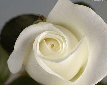白蓝玫瑰花代表什么？它的花语有哪些特别之处？
