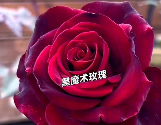 黑玫瑰传递给女生的花语是什么？