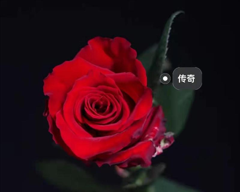 冬季如何管理红色玫瑰花？