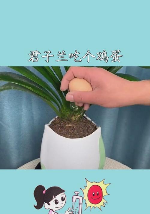 君子兰倒生鸡蛋的正确养护方法是什么？