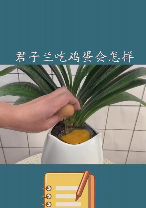 君子兰倒生鸡蛋的正确养护方法是什么？