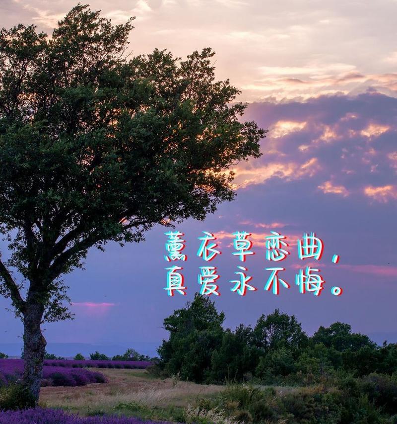 深情的花语有哪些？