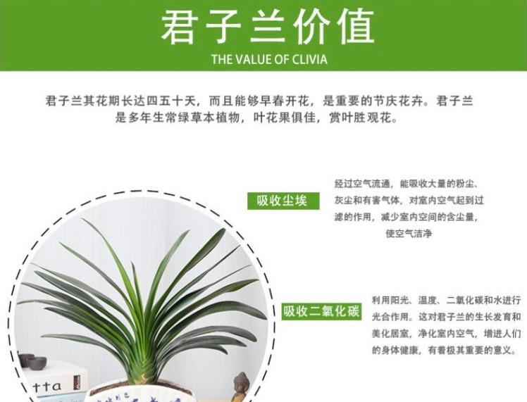 君子兰蓝色太阳的养护方法是什么？