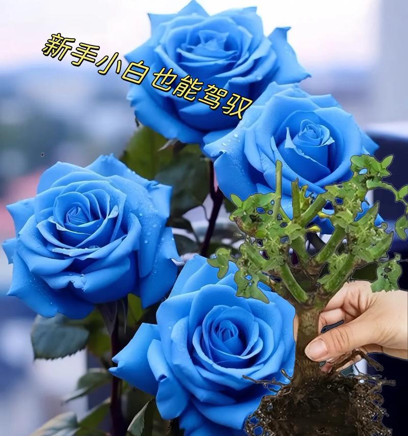 蓝玫瑰与桔梗搭配的花语有何深意？
