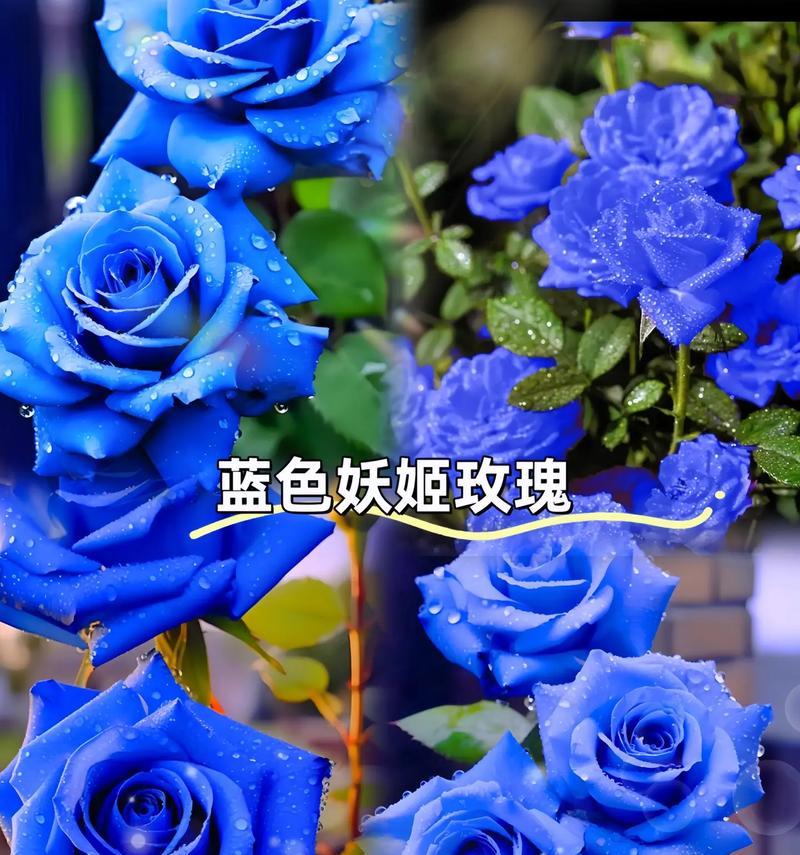 蓝玫瑰与桔梗搭配的花语有何深意？