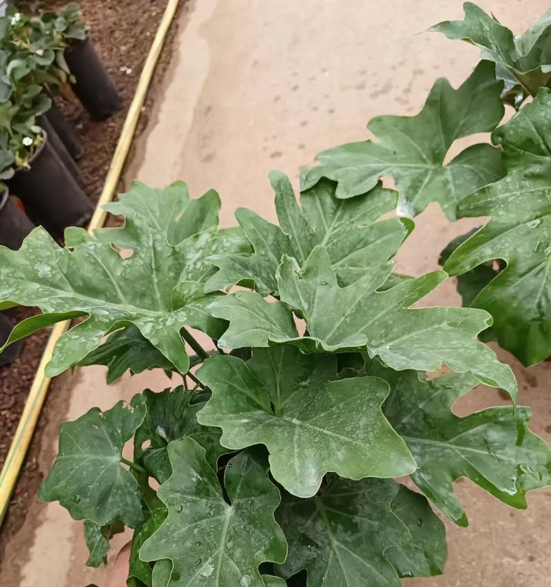 龙骨仙人柱的花语有何含义？这种植物的花语象征了什么？