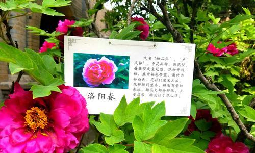 牡丹花怎么剪呢好看？修剪的最佳时机是什么时候？