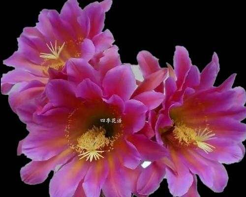龙骨仙人柱的花语有何含义？这种植物的花语象征了什么？