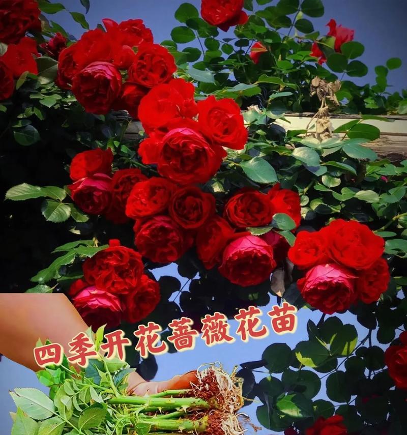 红色蔷薇的花语和象征意义是什么？