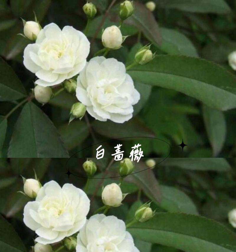 红色蔷薇的花语和象征意义是什么？