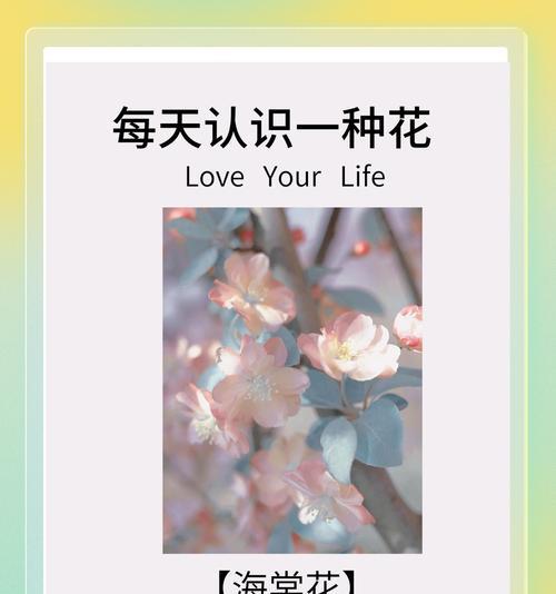 红色蔷薇的花语和象征意义是什么？