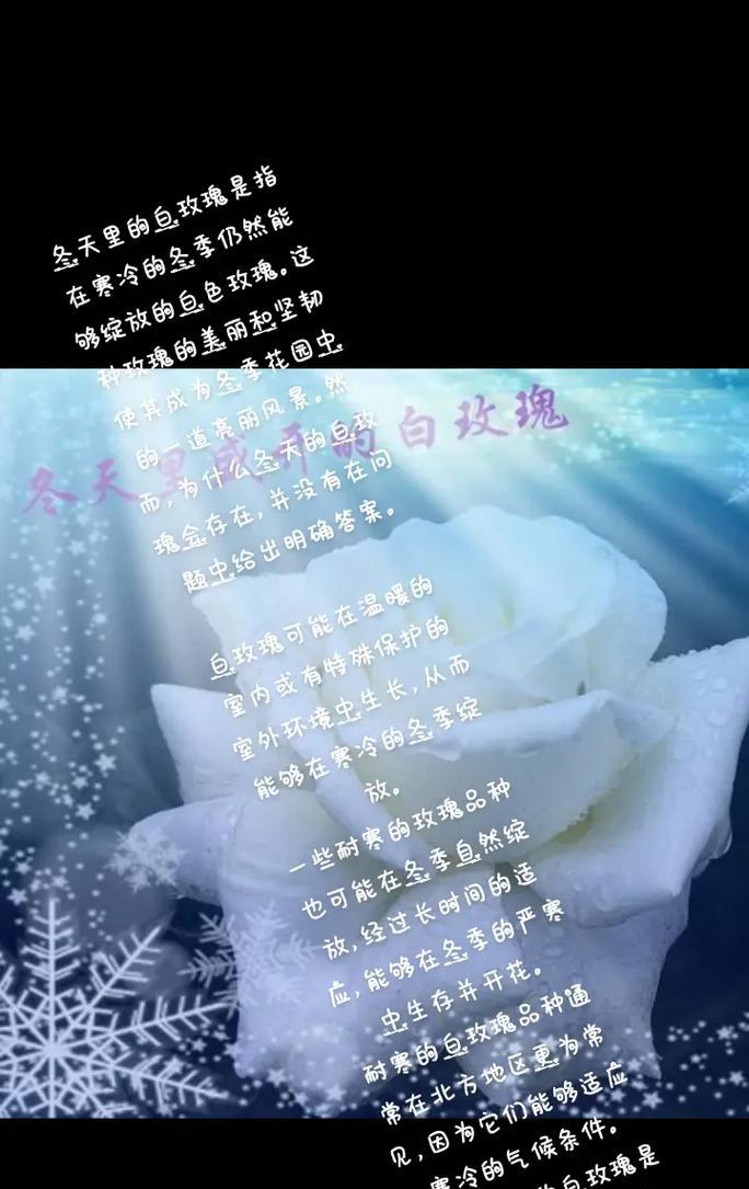前女友送白玫瑰花有何深意？