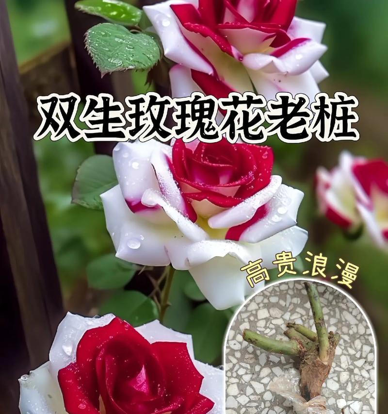 双生玫瑰花束的养护要点是什么？如何延长双生玫瑰花束的花期？