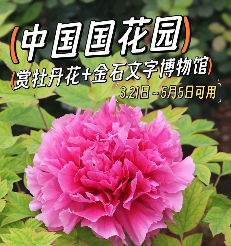 牡丹花文案通常象征着哪种精神？