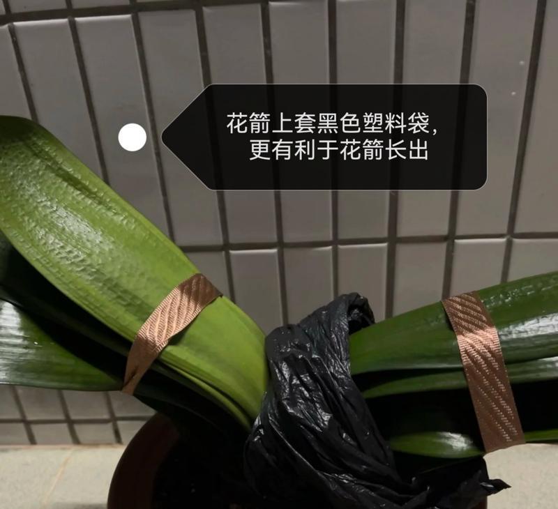 桂花土栽君子兰的养护和管理方法是什么？