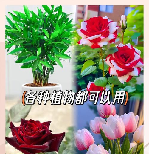 桂花土栽君子兰的养护和管理方法是什么？