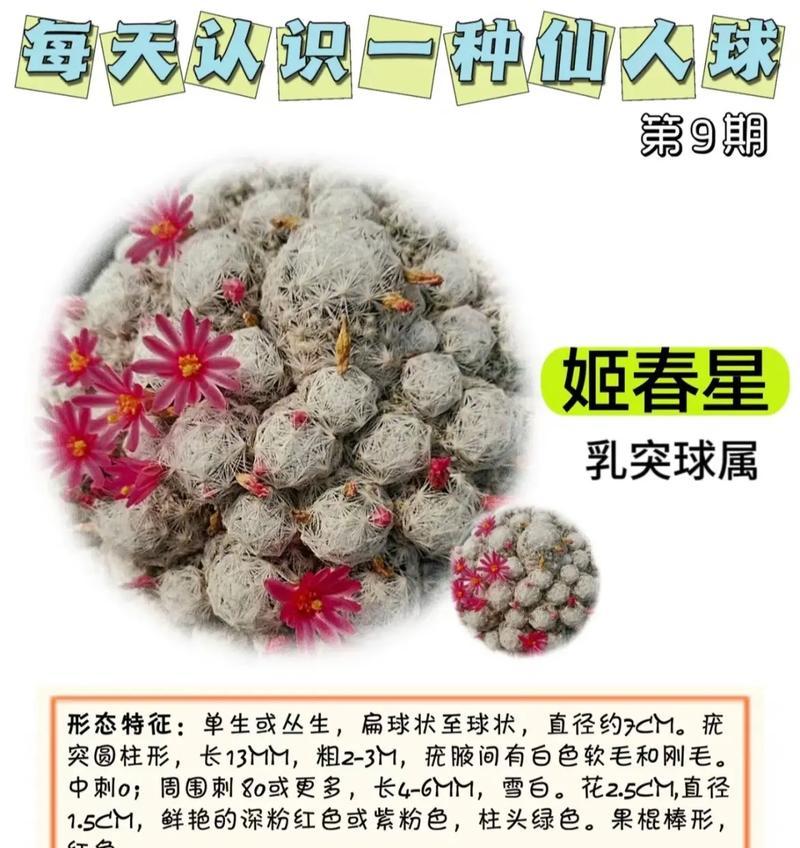 仙人球花盆里的小饰品使用方法是什么？