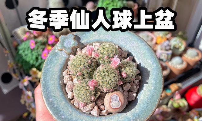 仙人球花盆里的小饰品使用方法是什么？
