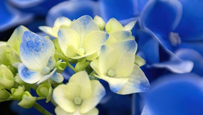 水性杨花的花语代表了什么？它有何特殊含义？