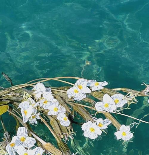 水性杨花的花语代表了什么？它有何特殊含义？
