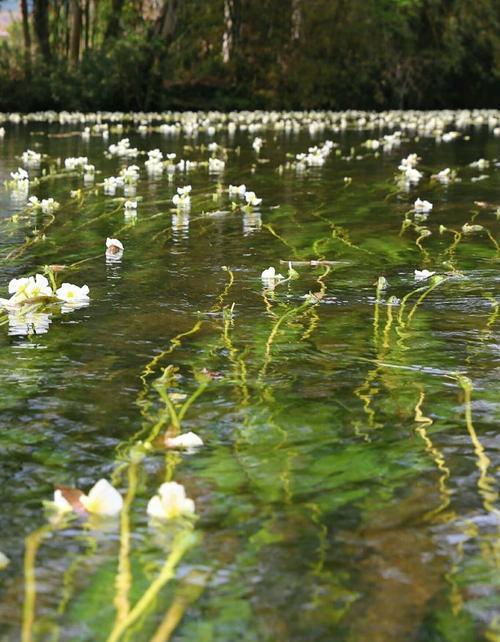 水性杨花的花语代表了什么？它有何特殊含义？