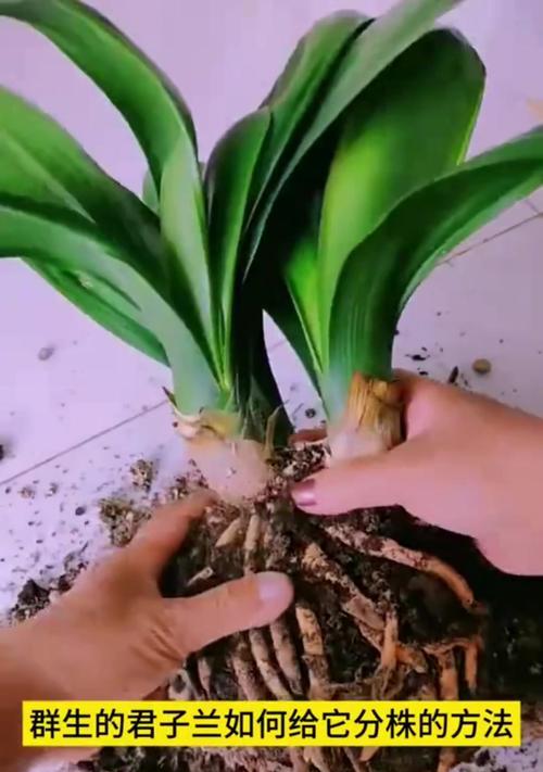 君子兰的培养方法是什么？需要注意哪些问题？