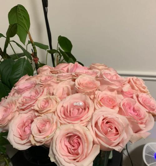 大玫瑰花的含义是什么？送女朋友大玫瑰花有何深意？