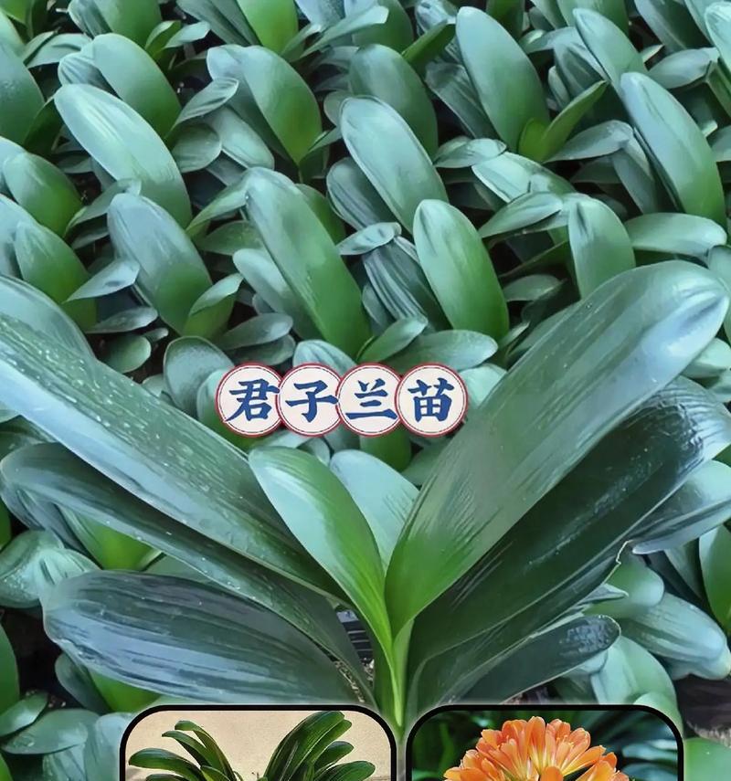 大花盆养君子兰的注意事项有哪些？