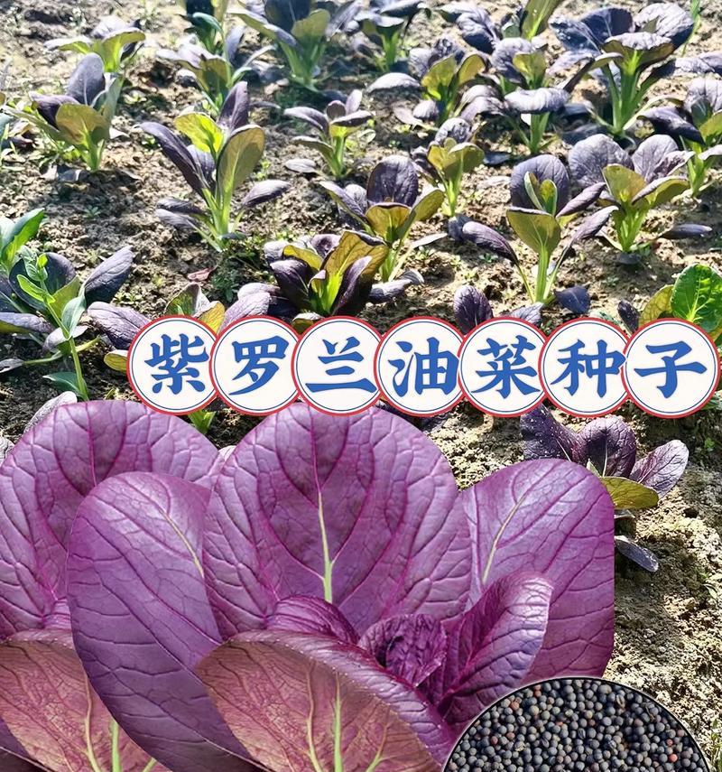 君子兰紫色种子代表的植物种类是什么？