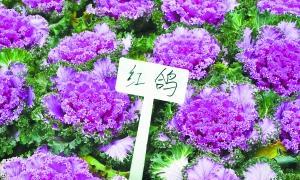 君子兰紫色种子代表的植物种类是什么？