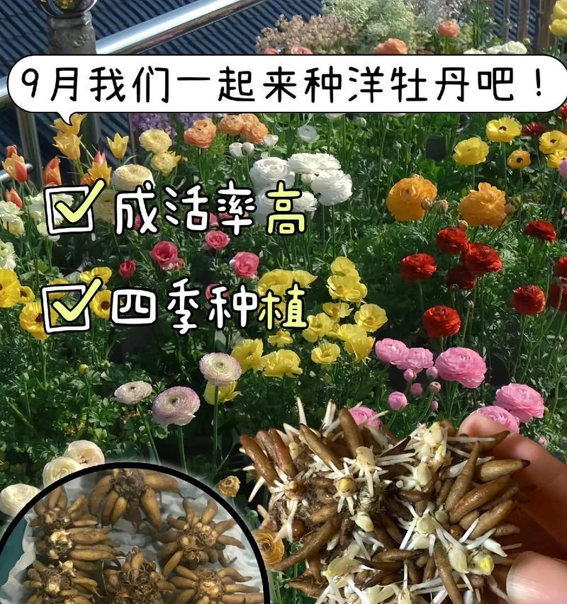 牡丹花发芽后如何辨别品种？有哪些特征？