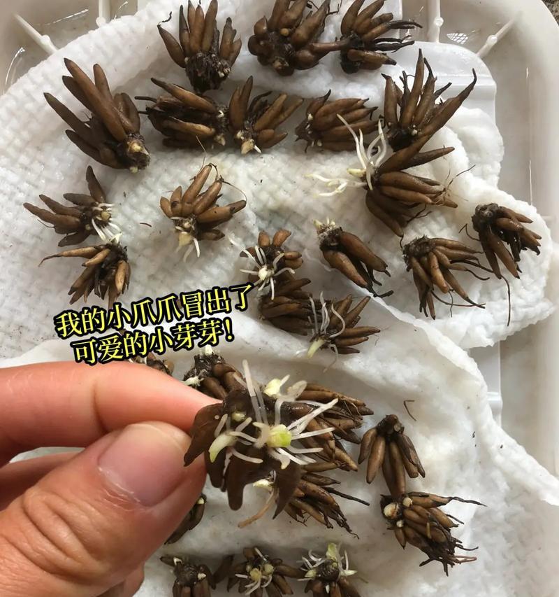 牡丹花发芽后如何辨别品种？有哪些特征？