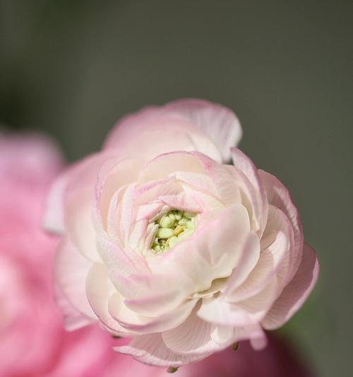 牡丹花无花瓣时如何进行养护管理？