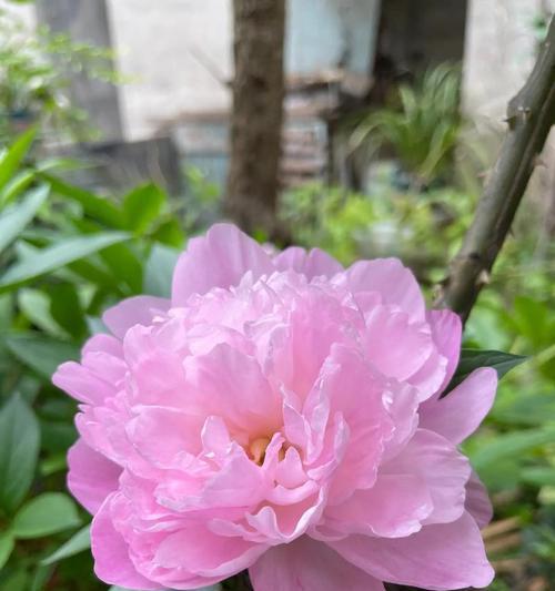 牡丹花无花瓣时如何进行养护管理？