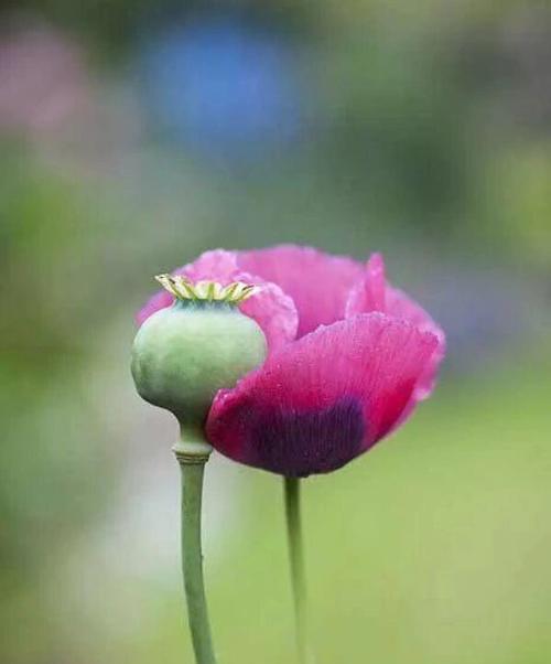 罂粟花的花语代表什么含义？