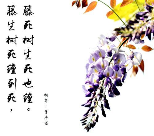 永远在你背后的花语是什么意思？这种表达有何特别含义？